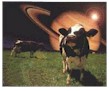 Cows on the moon! Or is it somewhere else..?